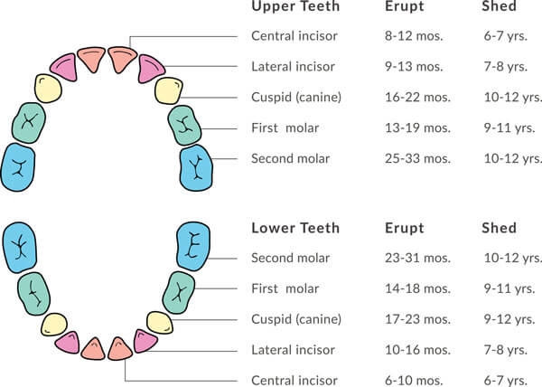 Tooth Eruption And Exfoliation The Dental Dream Team Dental Office